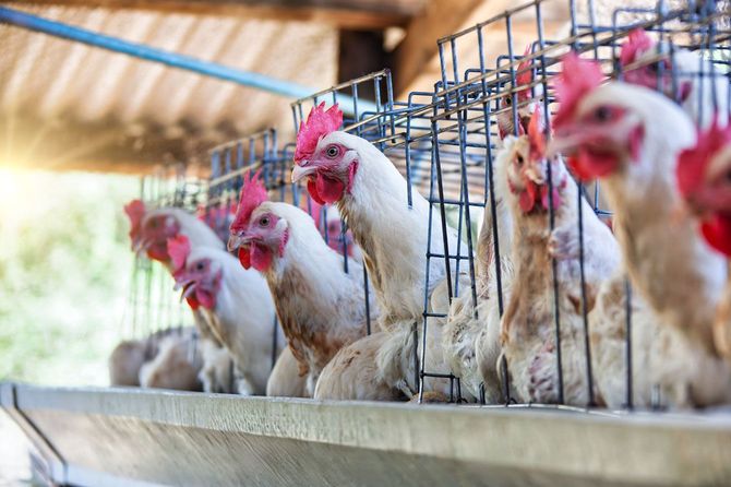 養鶏場のニワトリ