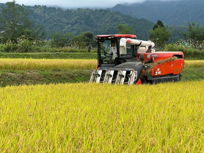 稲刈りをする関さん