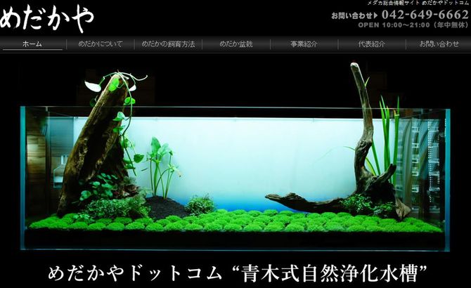 ウェブサイト「めだかやドットコム」より