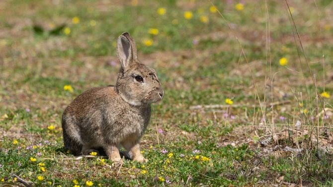 野原で休むウサギ
