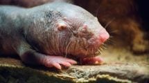 なぜハダカデバネズミは老化せず､突然死ぬのか…生命科学者が発見した｢死の直前まで元気バリバリ｣への条件