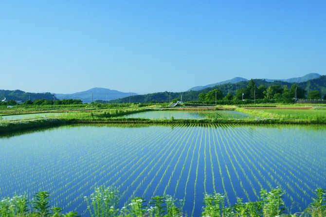 南魚沼の水田の反射