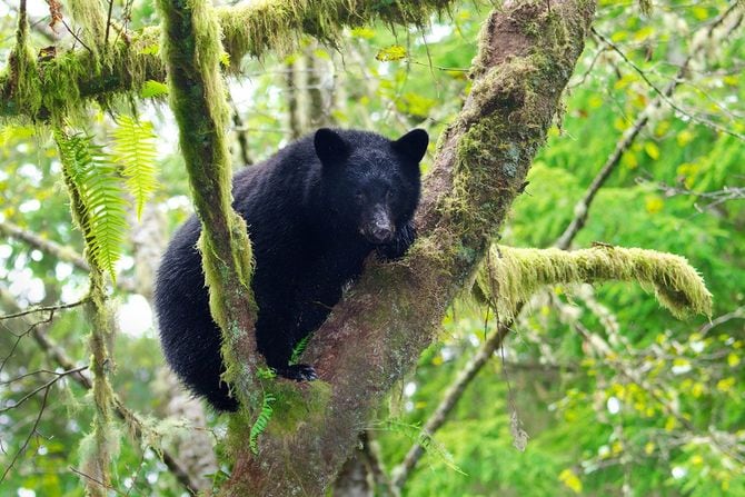 木の上で休むツキノワグマの子