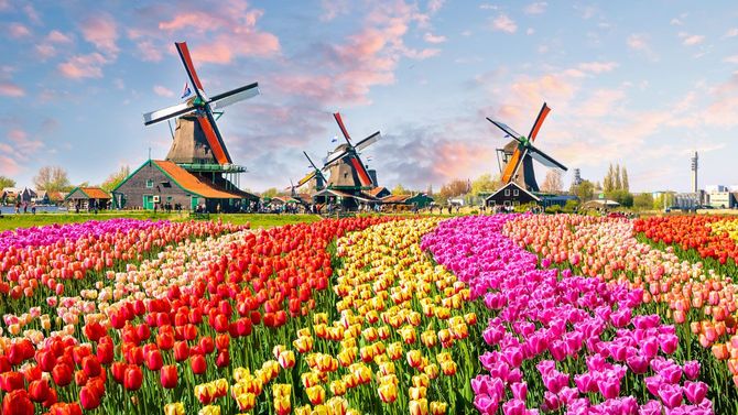 伝統的なオランダの風車がある風景