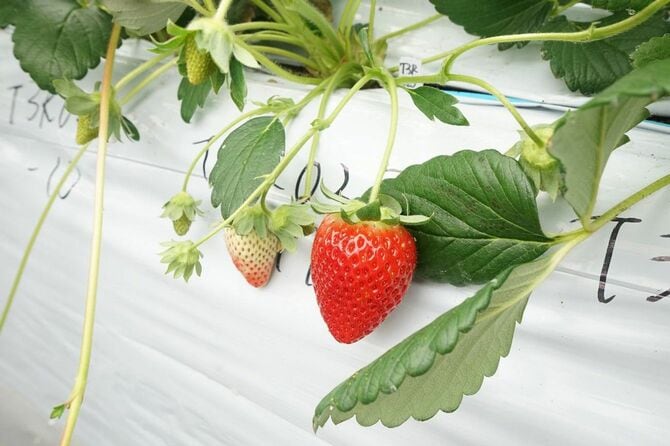 CULTAの実験圃場