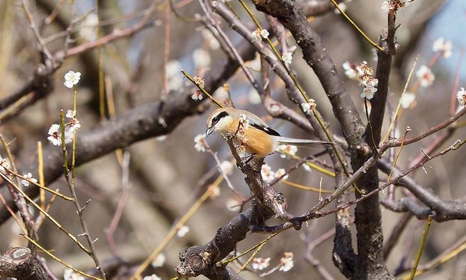 観測対象から外れるモズ