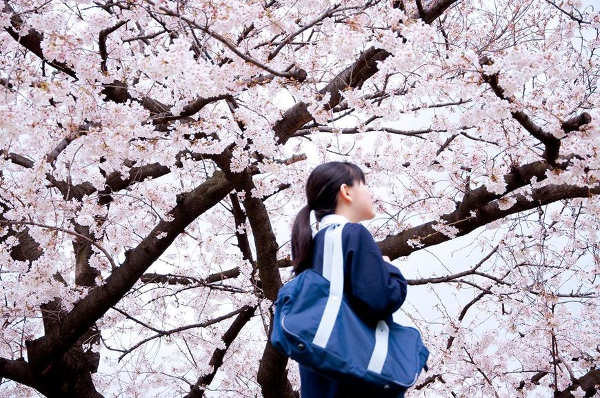桜の木の下を歩く女子学生