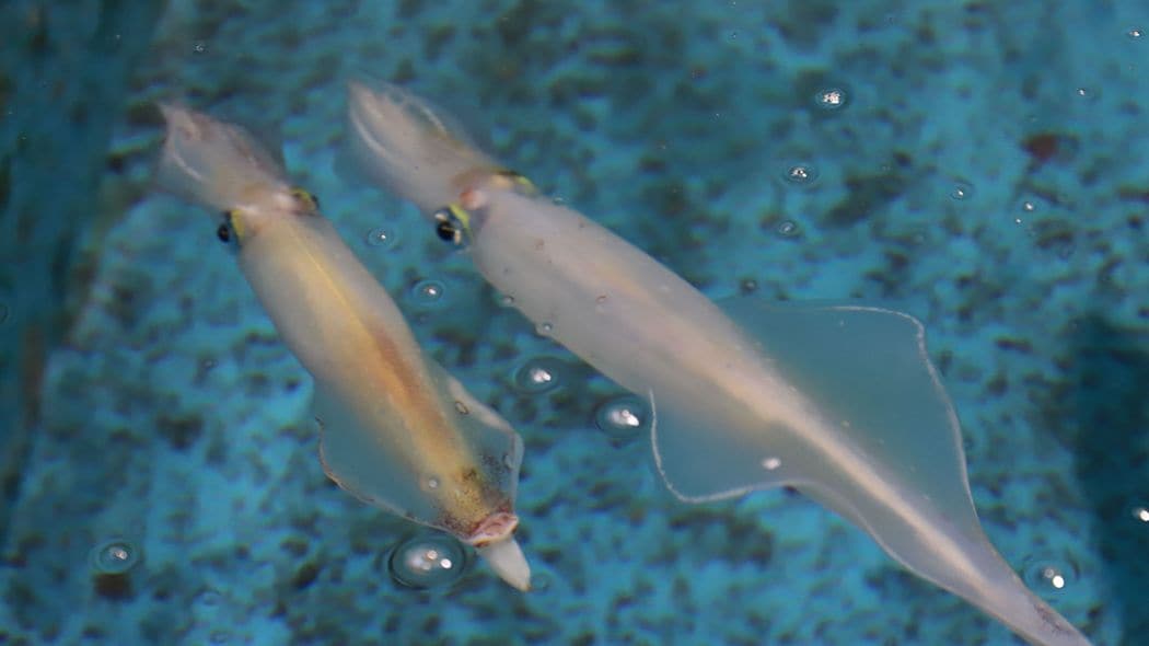 他のオスと戦うか｢間男｣になるか…ヤリイカのオスの繁殖戦術は｢誕生日｣で決まる　東大グループが解明 東京大学大気海洋研究所･岩田容子准教授らのチームの研究を概観