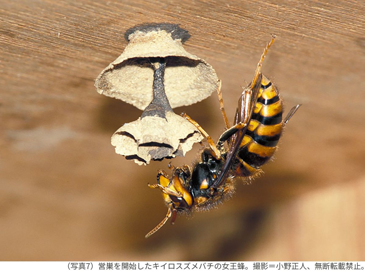 （写真7）営巣を開始したキイロスズメバチの女王蜂。撮影＝小野正人、無断転載禁止。