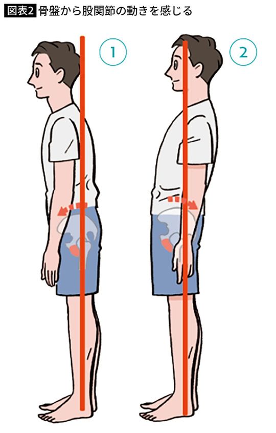 骨盤から股関節の動きを感じる