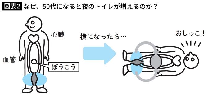 なぜ、50代になると夜のトイレが増えるのか？