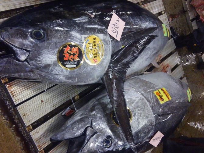 漁業だけでなくレジャーの釣りにも規制が広がるクロマグロ