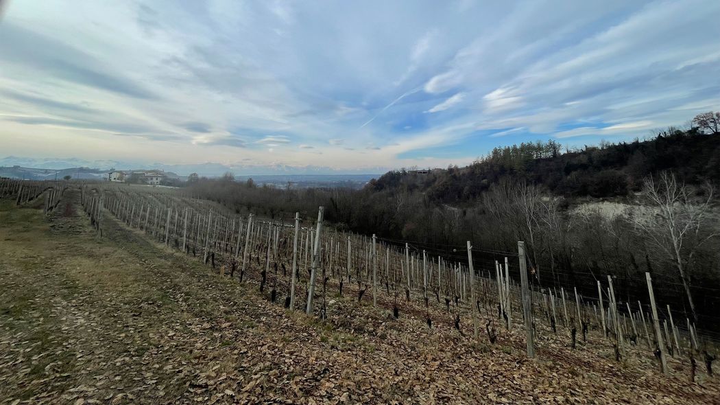 同じキノコでも｢1袋120円｣と｢1kg1600万円｣の違いは何か…富裕層が大量購入する｢世界一のキノコ｣の正体 今の富裕層は｢人の手で再現できないもの｣に熱狂している