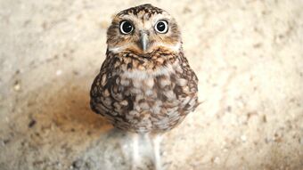 自然と共生するために､動物たちが話す｢言葉｣を解き明かす『僕には鳥の言葉がわかる』