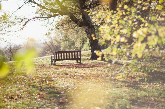 公園のベンチに秋の日差しが降り注いでいる