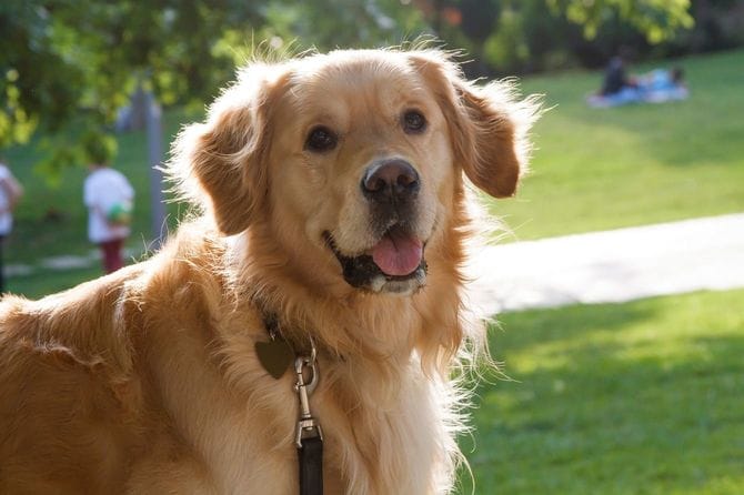 ゴールデンレトリーバー