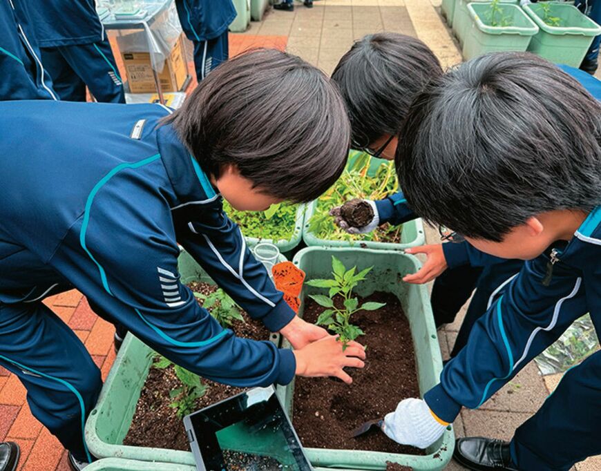 中2では、江戸時代に新宿で栽培されていた伝統野菜、内藤とうがらしを栽培。管理方法や肥料の配合を自分たちで考えて育てる。
