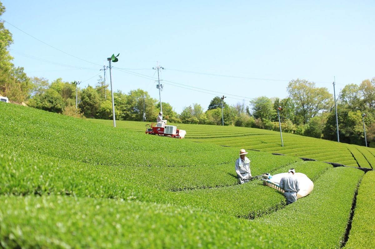 4月下旬から5月初旬は新茶シーズン。茶畑は新芽の青々しいさわやかな香りに包まれる。