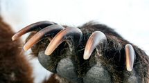 来園者の眼前で｢10頭超のヒグマ｣が男の体に爪を立て…習近平が頭を抱えた｢上海のサファリパーク｣で起きた悲劇