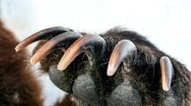 来園者の眼前で｢10頭超のヒグマ｣が男の体に爪を立て…習近平が頭を抱えた｢上海のサファリパーク｣で起きた悲劇