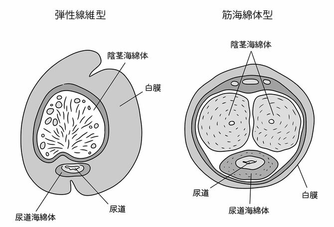 大量の精液で他のオスの精子を洗い流す…3メートル超の陰茎と特大の精巣を持つセミク …