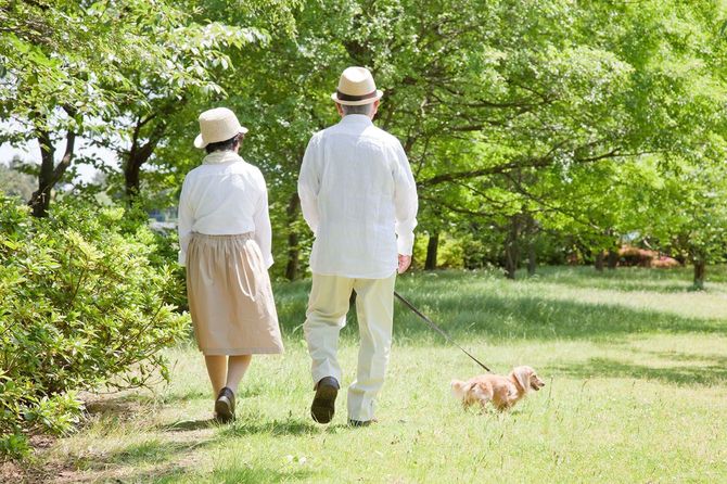 晴れた日に犬を連れて散歩をする高齢の夫婦