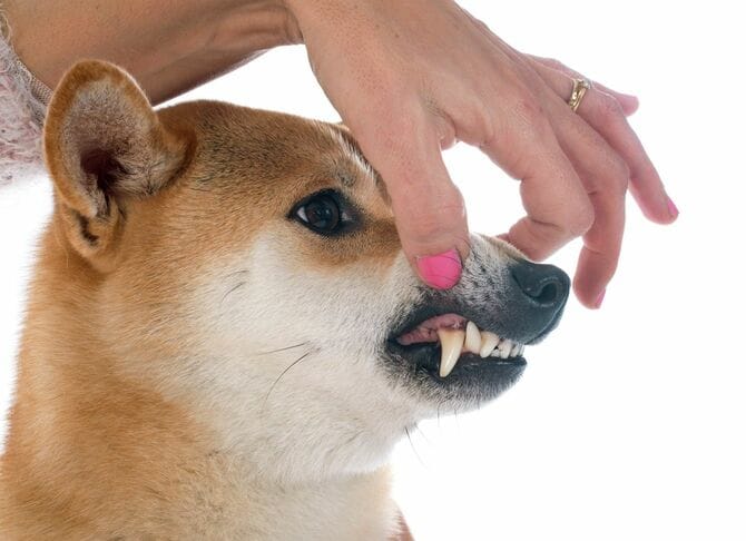 牙をむいた柴犬