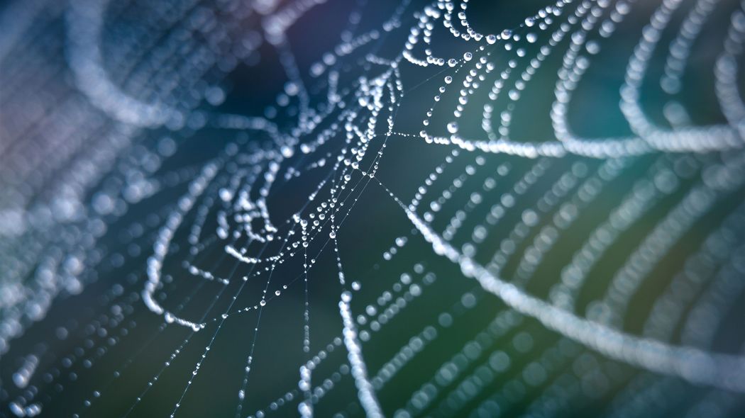 交尾後にメスの生殖器を破壊する…自分の子孫だけを残そうとするギンメッキゴミグモの驚きの生態 国内に1700種類いるクモたちの熾烈な生存競争