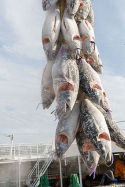 多くが冷凍物として流通するミナミマグロ（清水港）提供＝静岡市・丸新商店