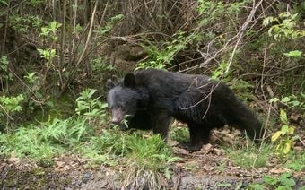 ｢血みたいなものが｣｢肉片らしきものも｣男性(60)がクマに露天風呂から連れ去られ…見落とされた"事故の予兆"