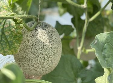 メロン様 メロン | JA常総ひかり