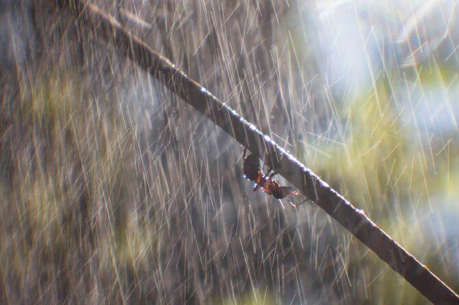 大雨のなかで枝の下を歩く蟻