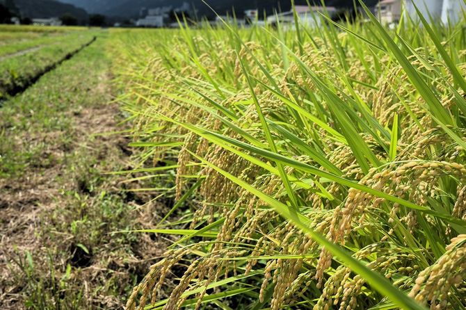 関農園でのびのび育つ稲