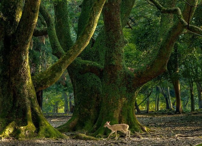2025佳作「森の子鹿」岡本隆雄さん