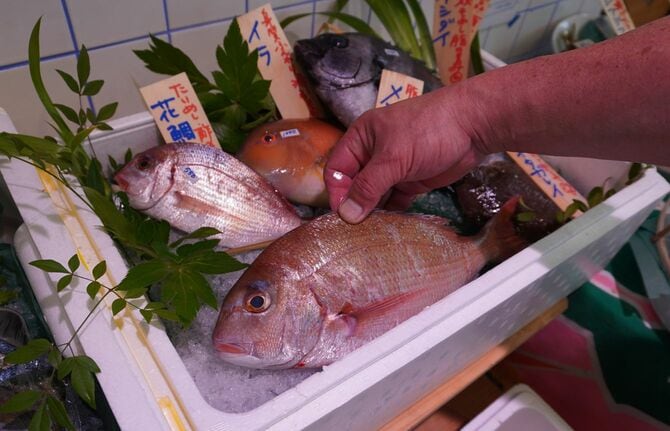 春に美味しいのは800グラム以下の小型のタイ。背ビレ付近の肉が盛り上がるようについている個体は確実に旨い