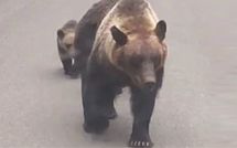 ｢助けて!｣登山中だった男性がクマに襲われ…被害者をくわえて引きずりながら移動していた"親子グマ"の恐怖