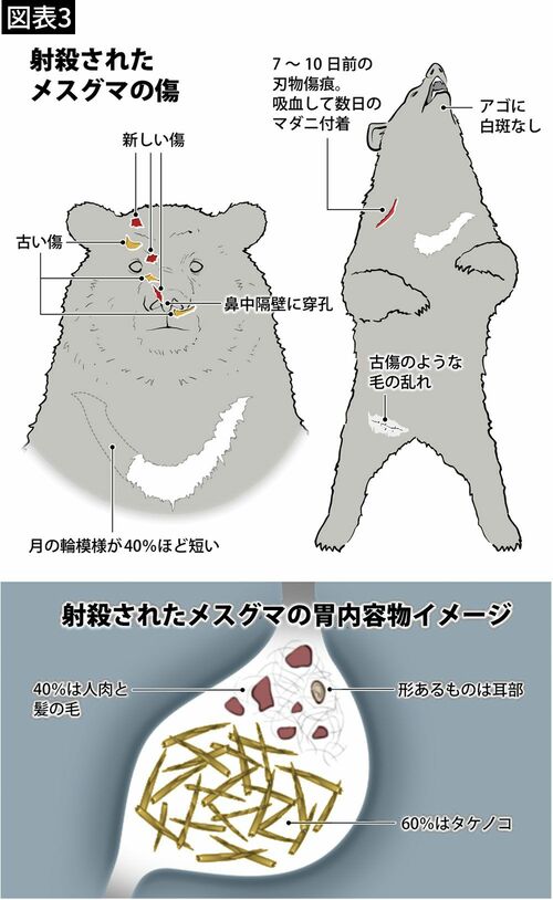 【図表3】射殺されたメスグマの傷と胃内容物イメージ