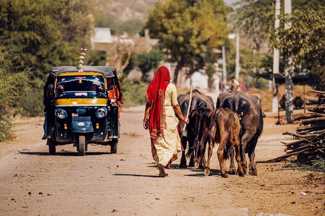 バッファローを連れて歩く女性がいるインドの光景