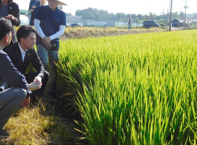韓国・ソウル近郊のコメ農家の田んぼを視察する小泉進次郎農林水産相（左から2人目）＝2025年8月10日、同国京畿道坡州