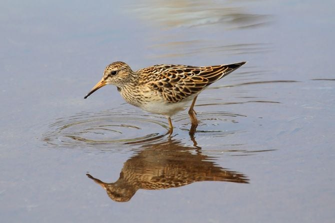 アメリカウズラシギ