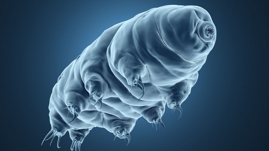 最強生物クマムシが､大量の放射線を浴びても死なない理由が明らかに クマムシのDNA修復分子は体内にあふれ放射線被曝による損傷を迅速に修復