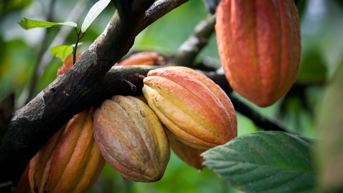 連載･伊藤詩織 ｢チョコレートの国｣ガーナで消えるカカオ農場 - ミネラルの豊富な土地で違法金採掘