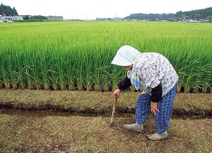 「農福連携」で農家の人材不足と障がい者雇用、2つの悩みを一挙解決