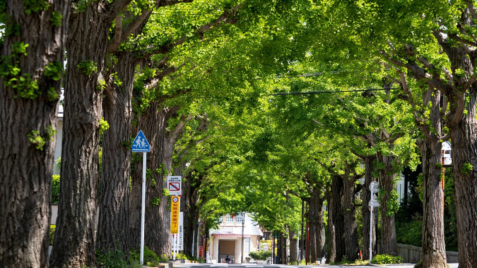 ｢本当のお金持ち｣の街･田園調布は住みやすいのか…不動産のプロが考える｢良い街｣の共通点 湘南エリアを一度離れた若者が再び帰ってくる理由