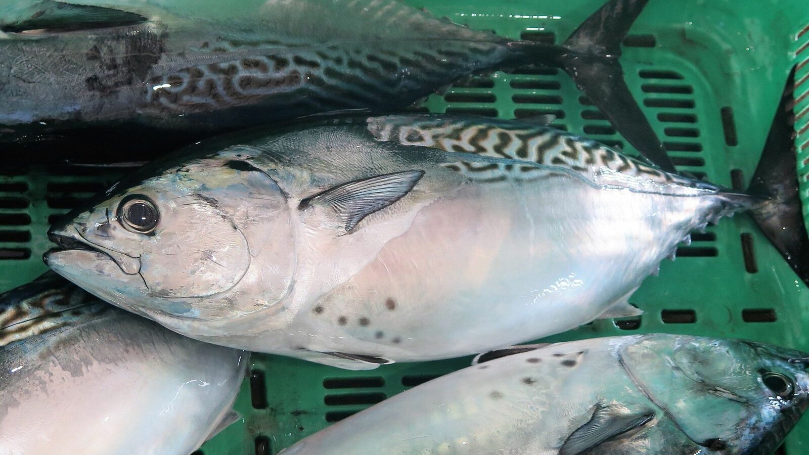 ついに｢近大マグロ｣より味もコスパも良いマグロが登場か…養殖魚の大学間開発競争と｢愛媛大スマ｣の実力 出荷まで8カ月､味はこれからまだまだ改良できる