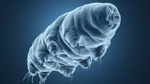 最強生物クマムシが､大量の放射線を浴びても死なない理由が明らかに