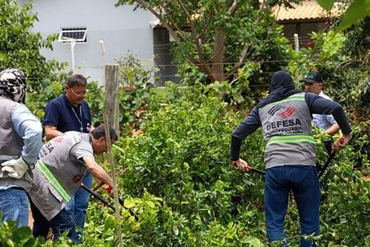 サンパウロ州農牧業保護局の職員がカンキツグリーニング病を患ったオレンジの樹を伐採する様子