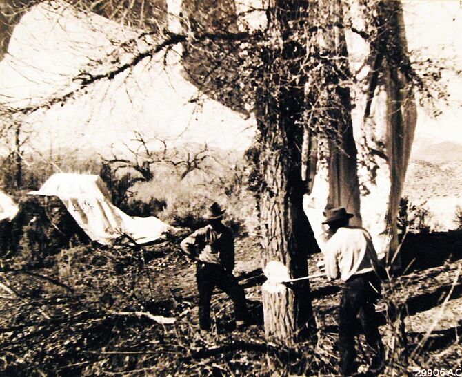 1945年3月29日、ネバダ州ニクソンの近くに着陸した、爆弾を取り付けた日本の気球「フーゴ」を入手しようと木を切り倒す男性