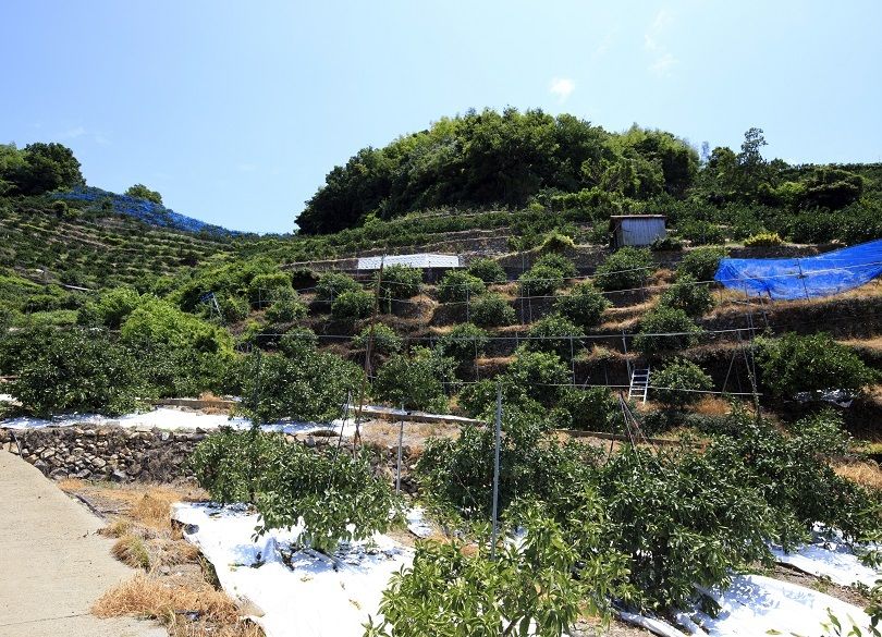 みかんの農業法人に新卒が殺到する理由 会社説明会ではブースに長蛇の列