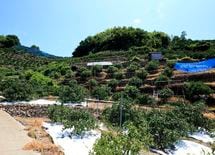 みかんの農業法人に新卒が殺到する理由